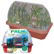 Tropical Palm Oasis Windowsill Garden