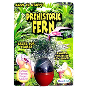 Prehistoric Fern Micro Terrarium