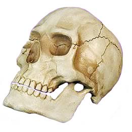 Poor Yorick Human Skull Replica