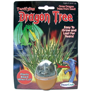 Dragon Tree Terrarium Kit