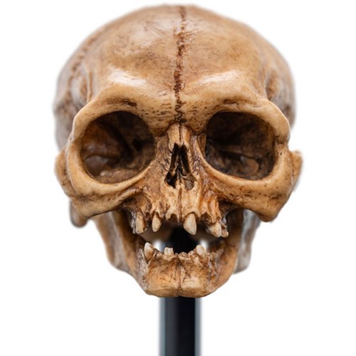 The Lord of the Rings Skull of Gollum Polystone Statue