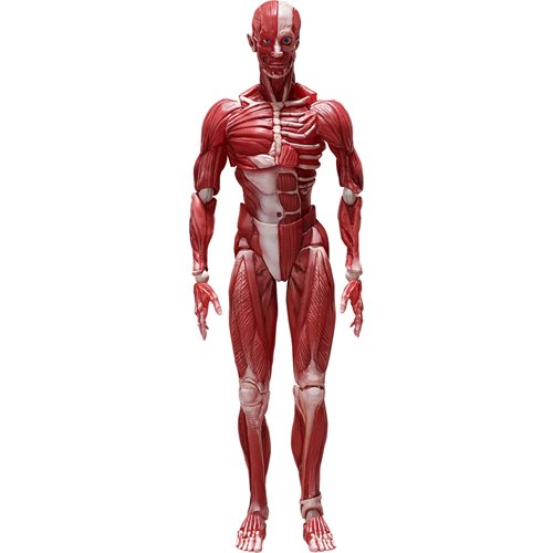 Human Anatomical Model Figma Action Figure